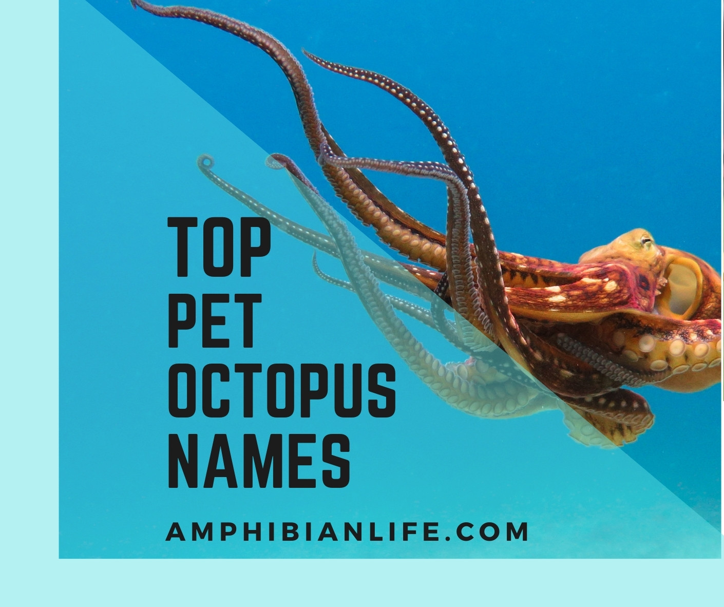 Unique Pet Octopus Names