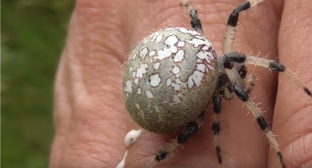 Shamrock Spider poop