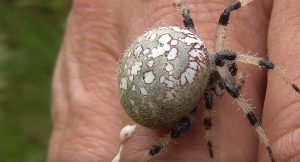 Shamrock Spider poop 