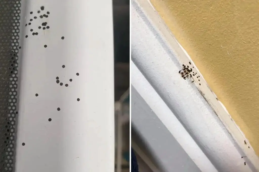 Spider droppings on doors and ceilings