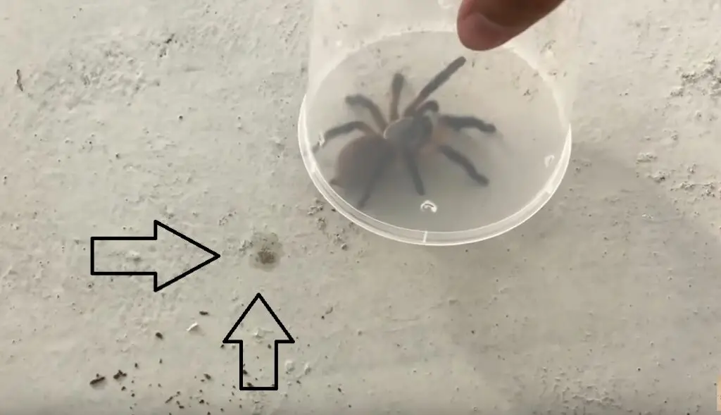 Tarantula spiders poop