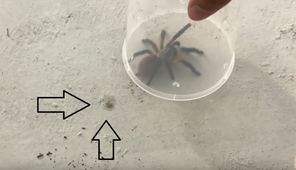 Tarantula spiders poop