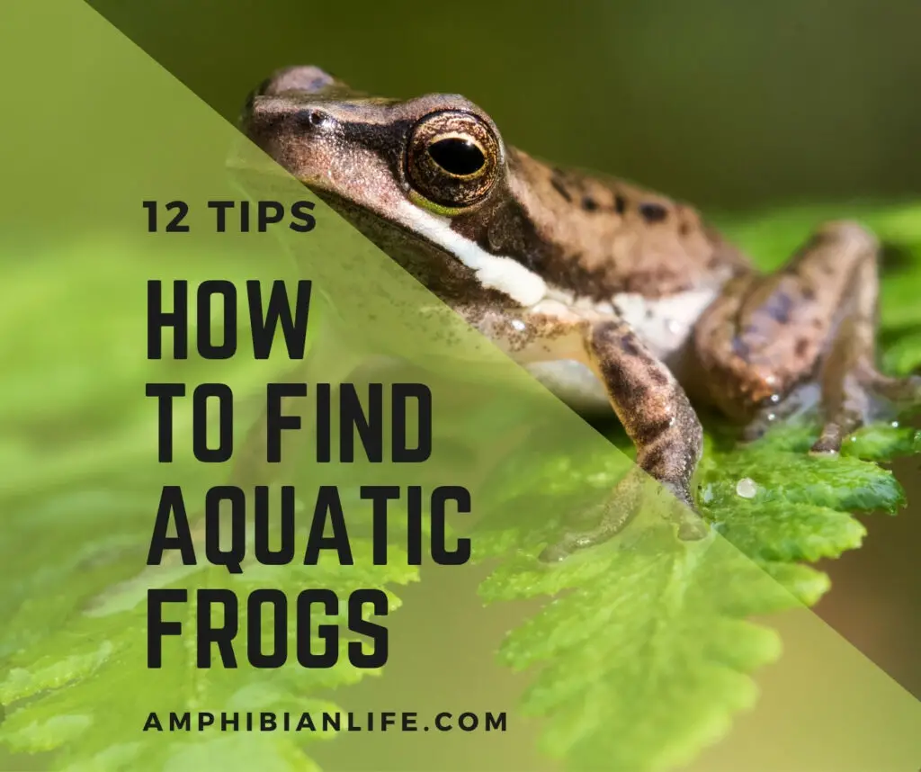 Tips for Finding Aquatic Frogs