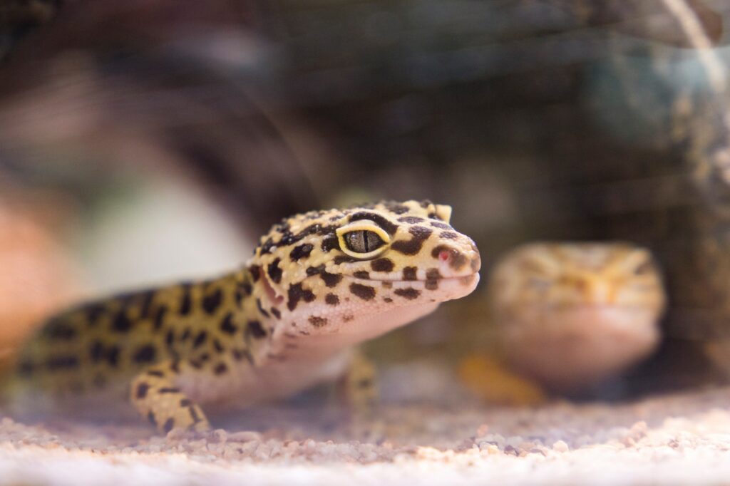 Can Leopard Gecko Live With Other Lizards