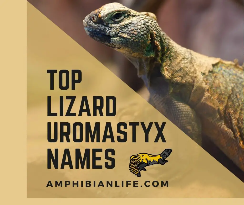 Top Pet Uromastyx Names