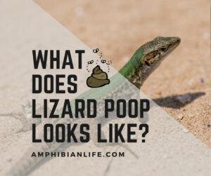 how lizard turd looks like