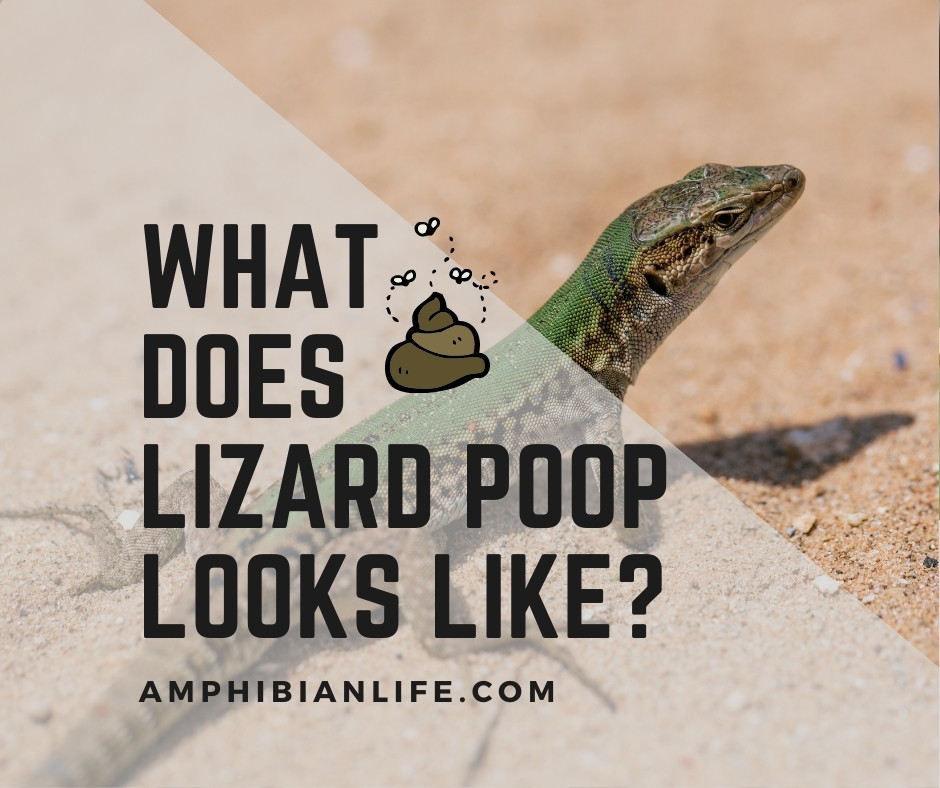 Collection 97+ Pictures Lizard Like Amphibian Nyt Crossword Sharp