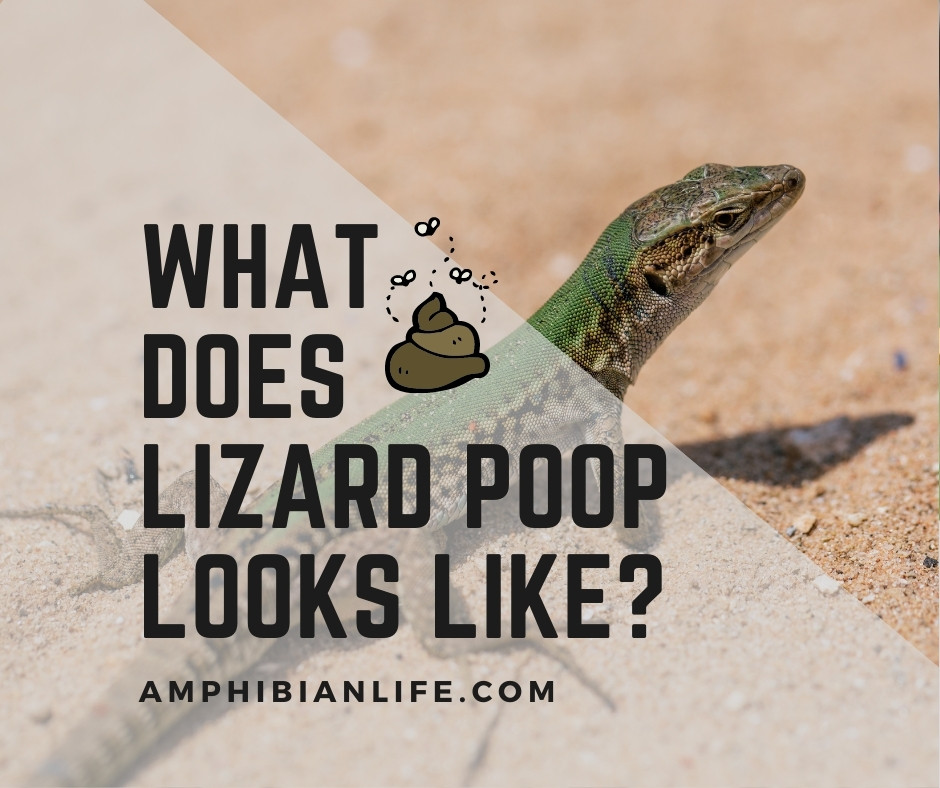 how lizard turd looks like