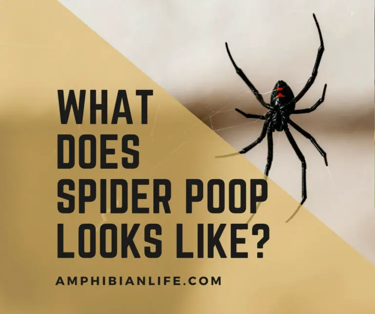 What Does Spider Poop Look Like?+Pictures