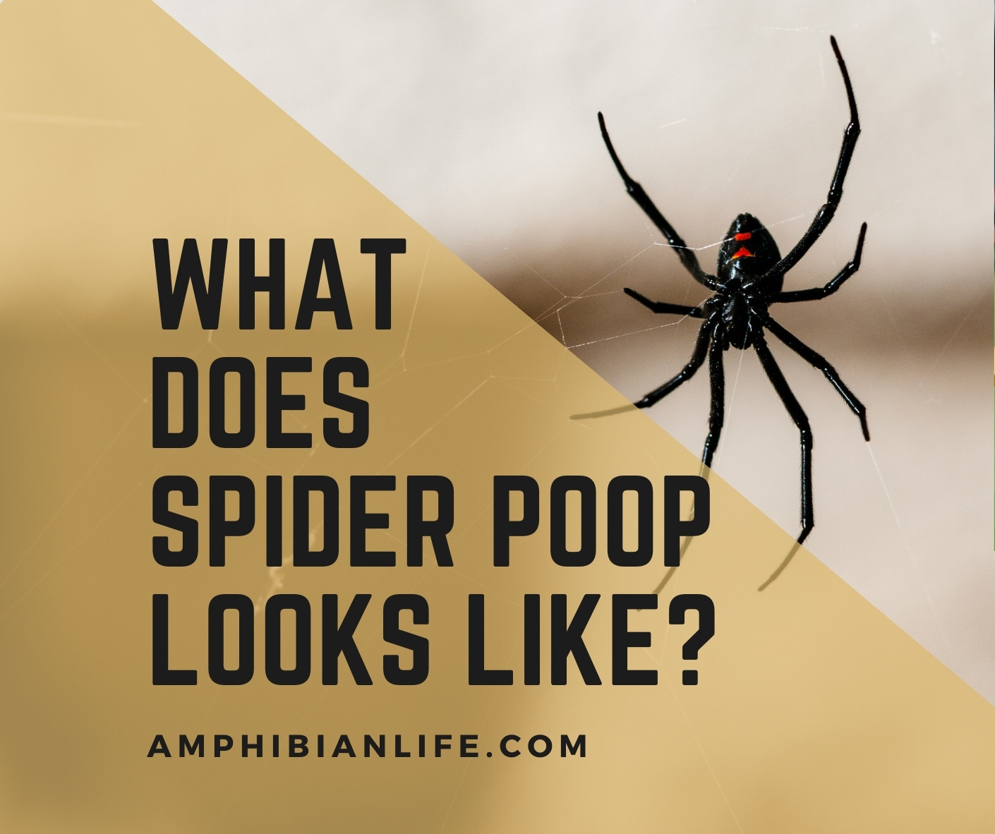 what does spider poop looks like