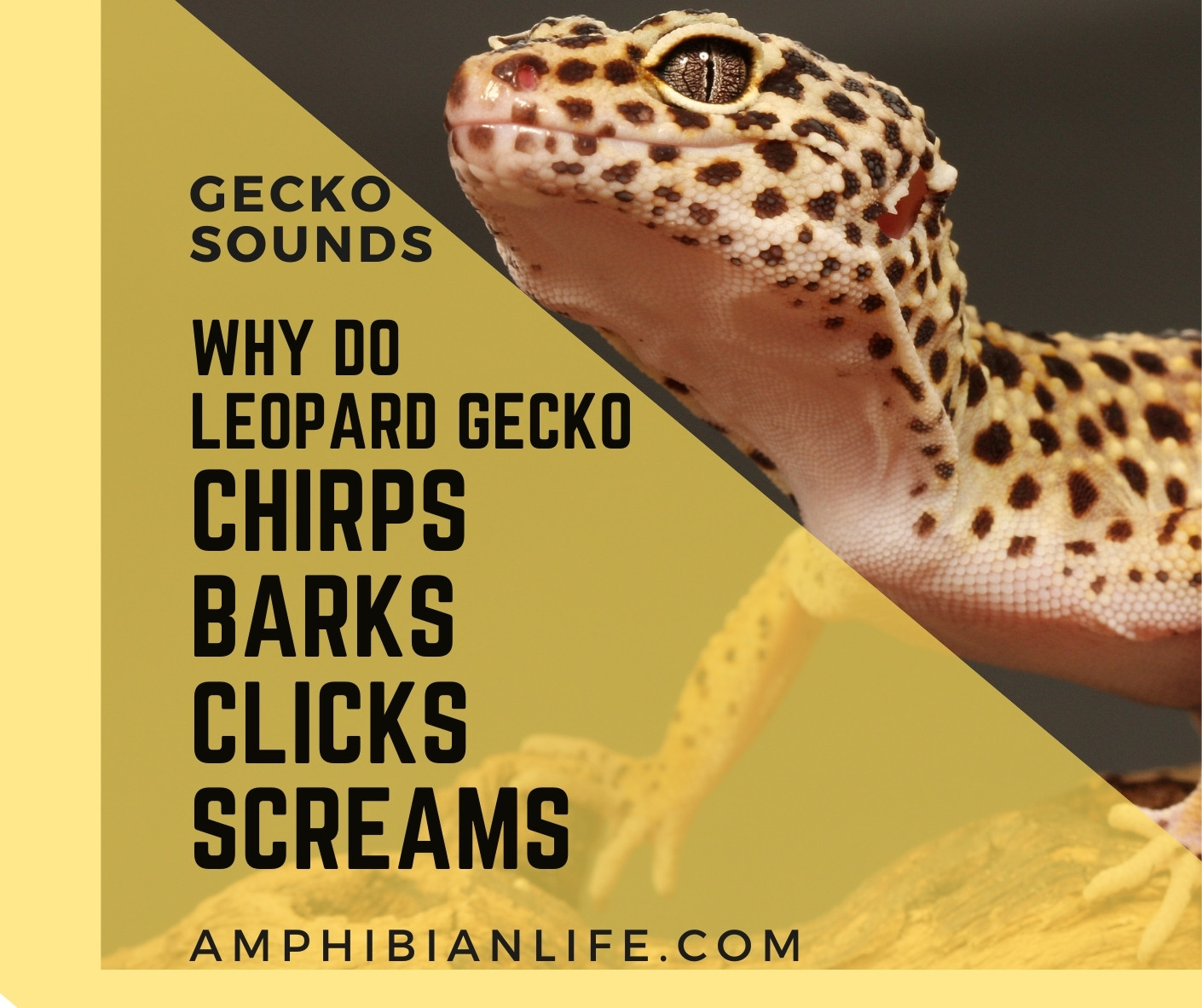 leopard gecko sounds