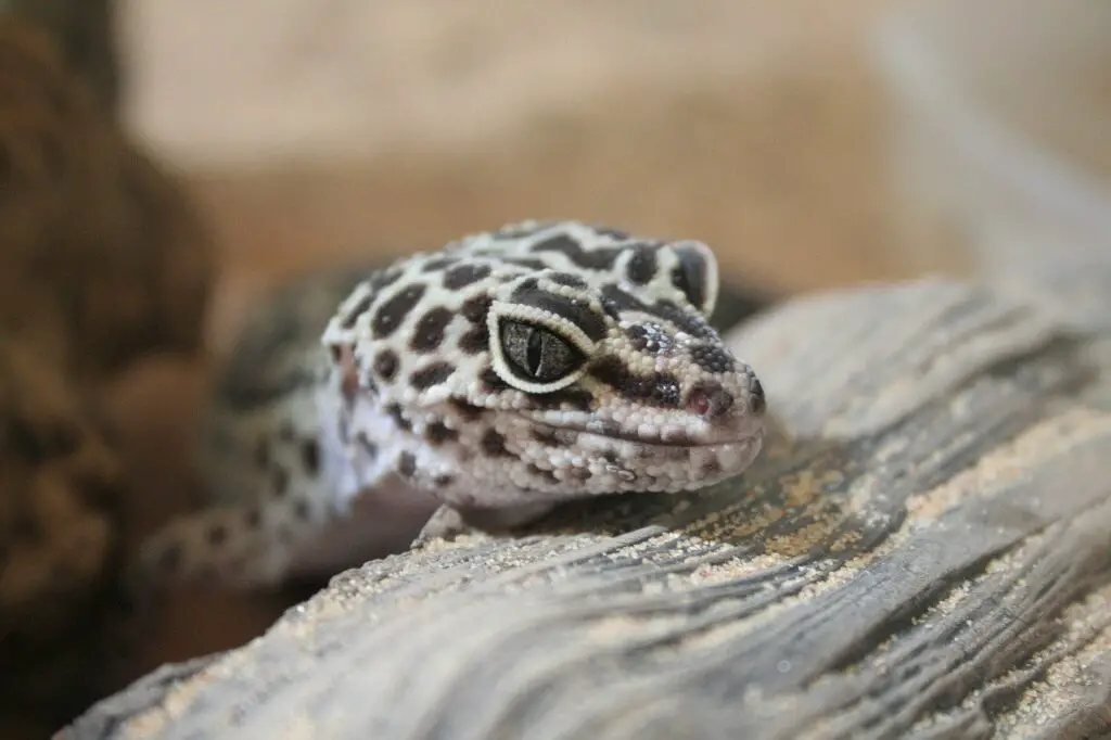 Why Leopard Gecko stares 