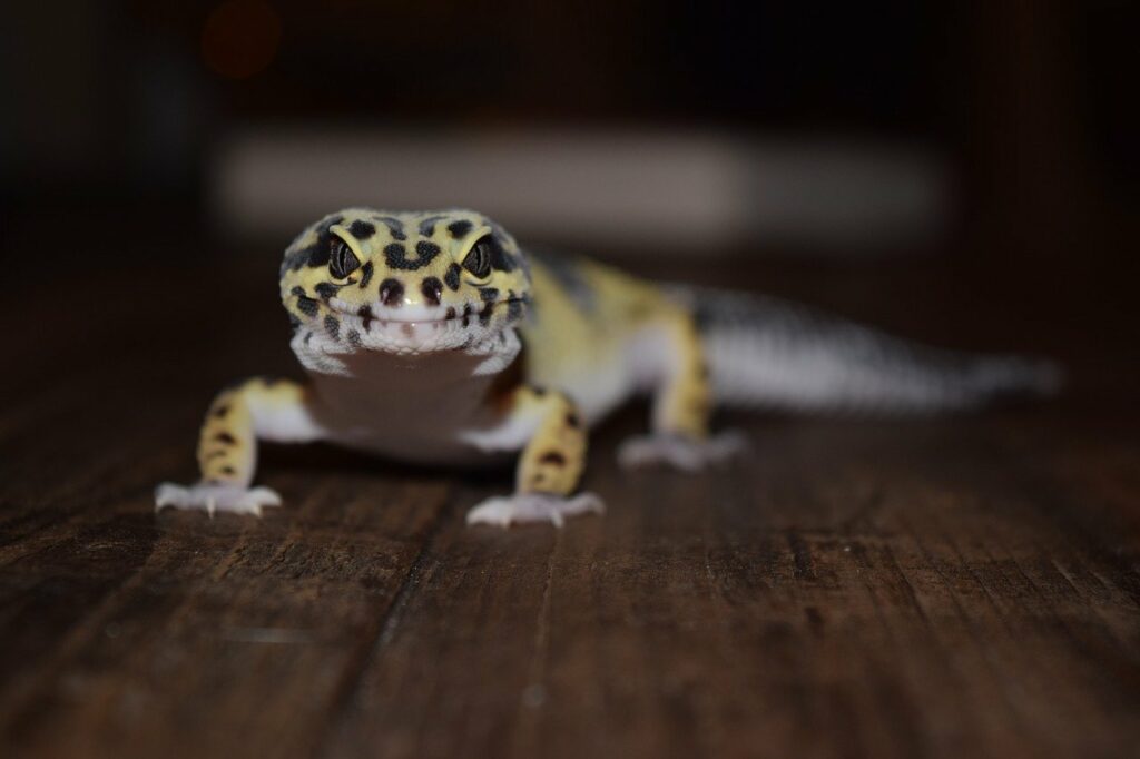Reason Why Leopard Gecko keeps staring