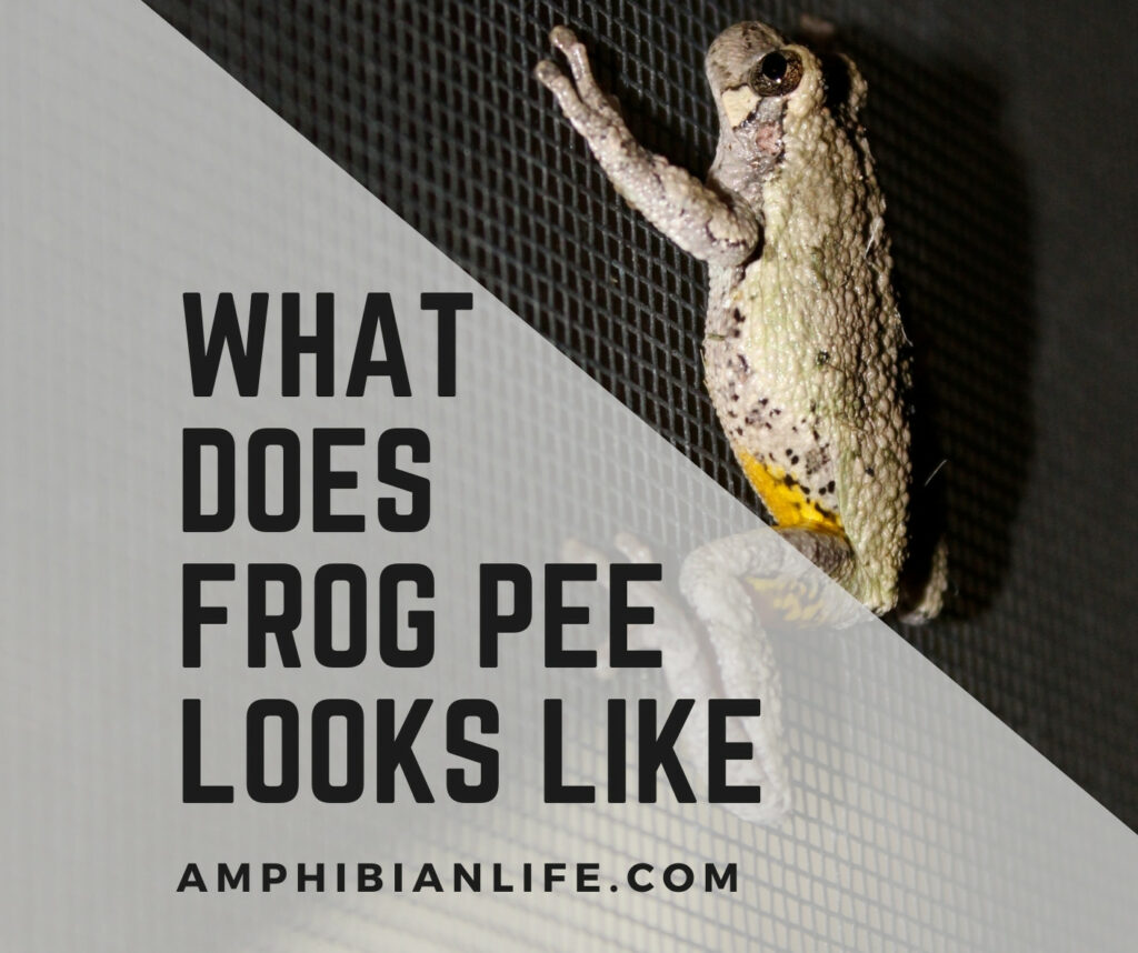 What Does Frog Pee Looks Like? (With Pictures) Amphibian Life