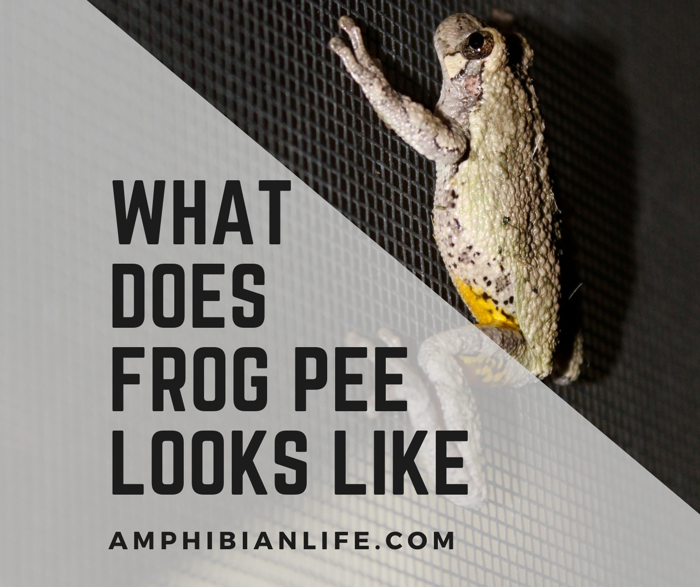 what does frog pee looks like