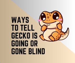 Is My Gecko Going Or Gone Blind? 10 Ways To Tell