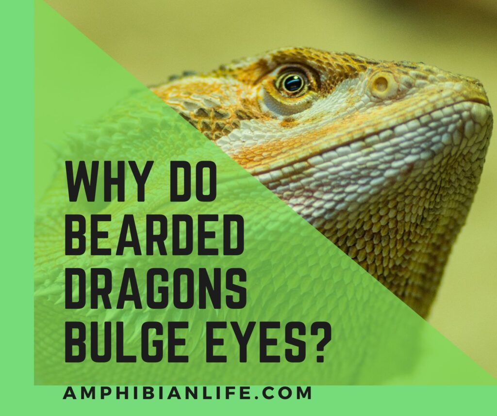 7 Reasons Why Bearded Dragons Bulge Their Eyes?