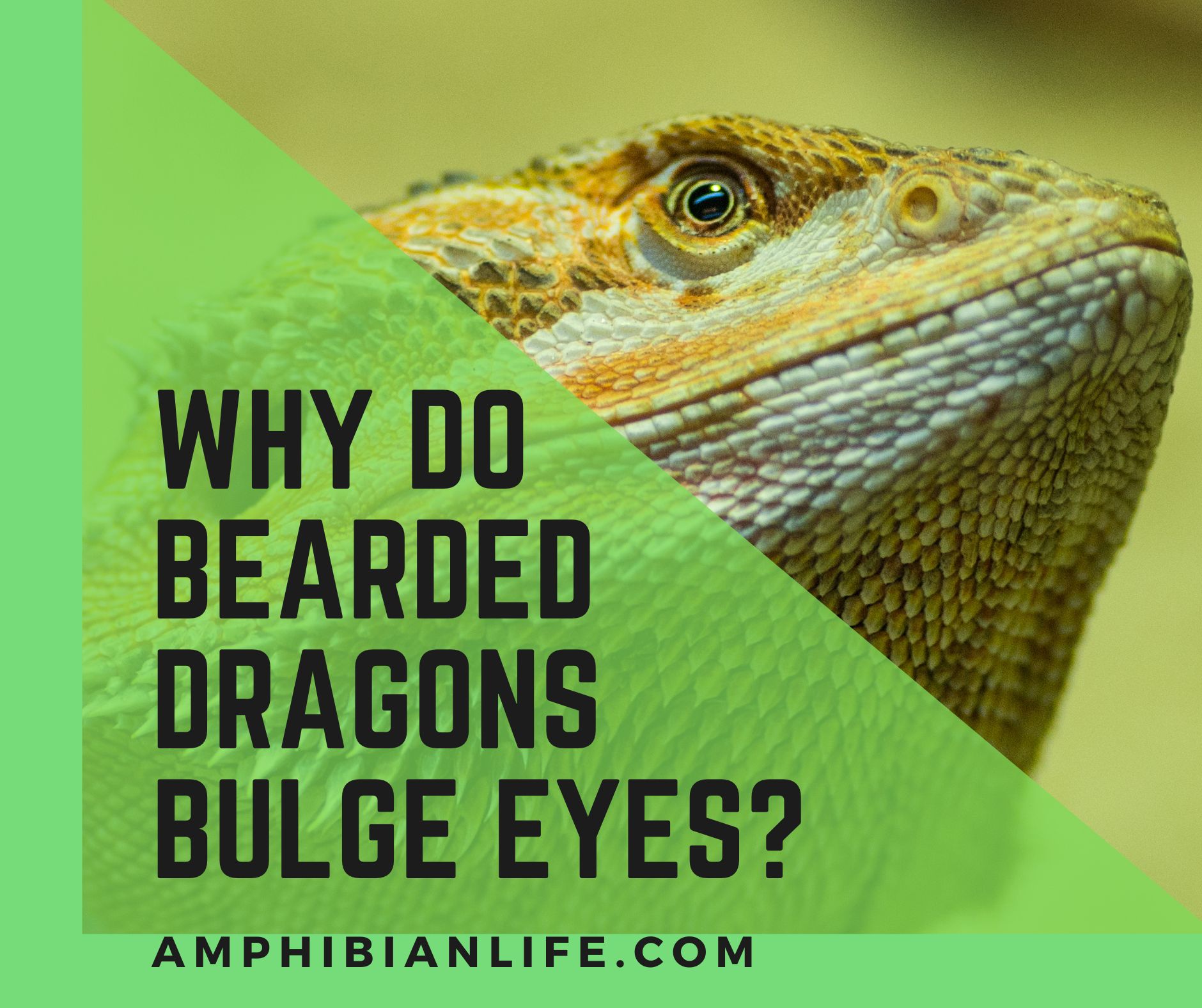 Why Bearded Dragons Bulge Their Eyes
