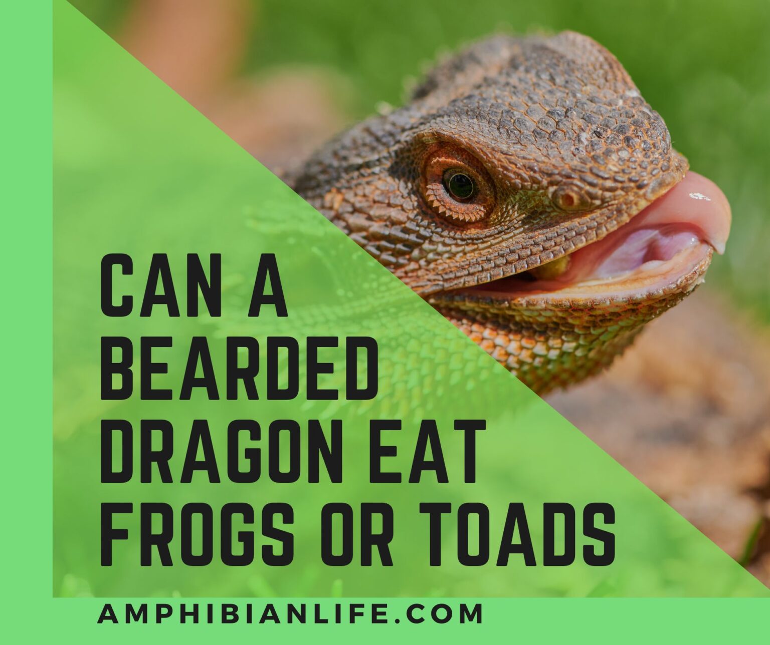 Can Bearded Dragons Eat Frogs Or Toads? Amphibian Life