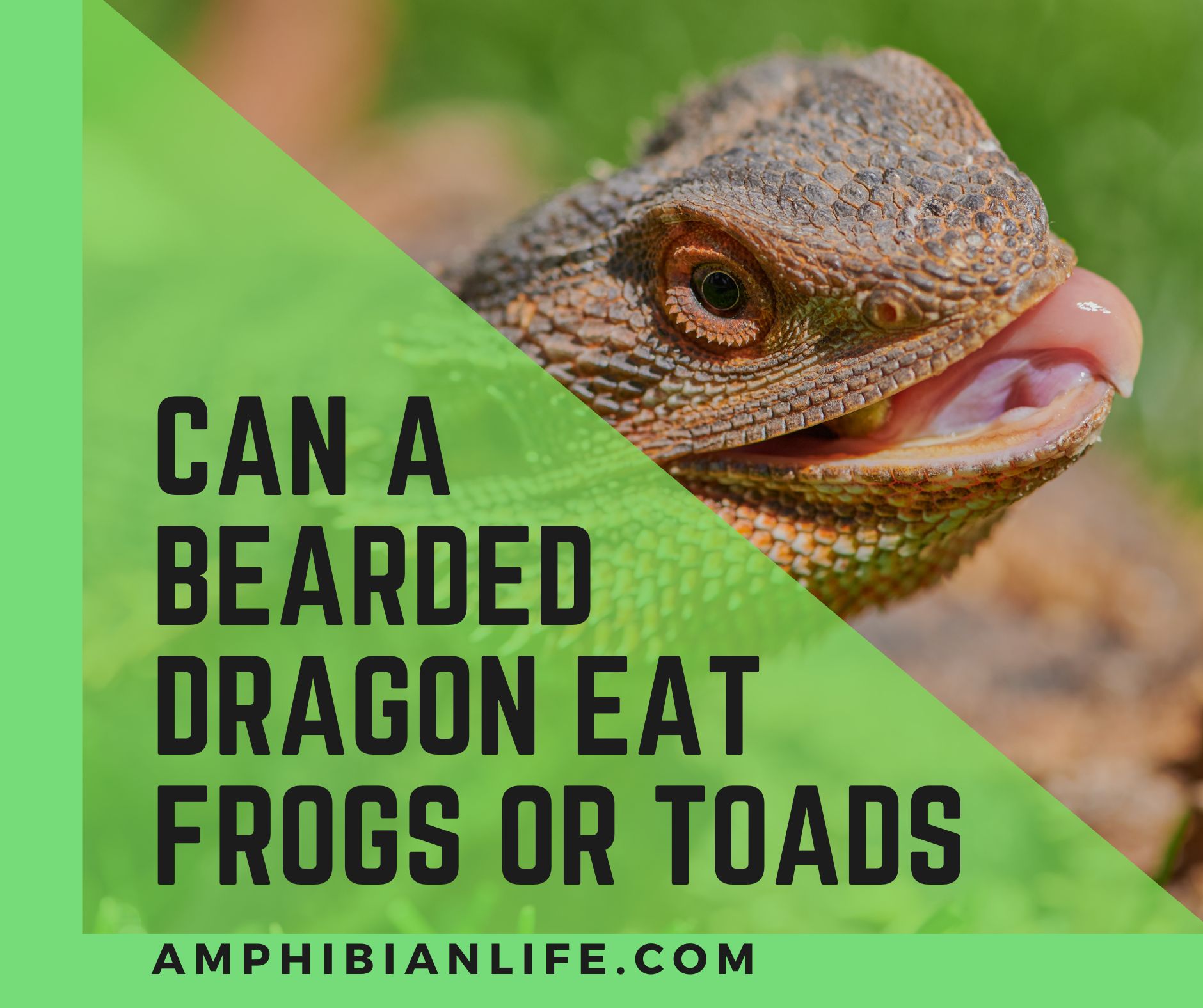 Can bearded dragons eat frogs or toads?