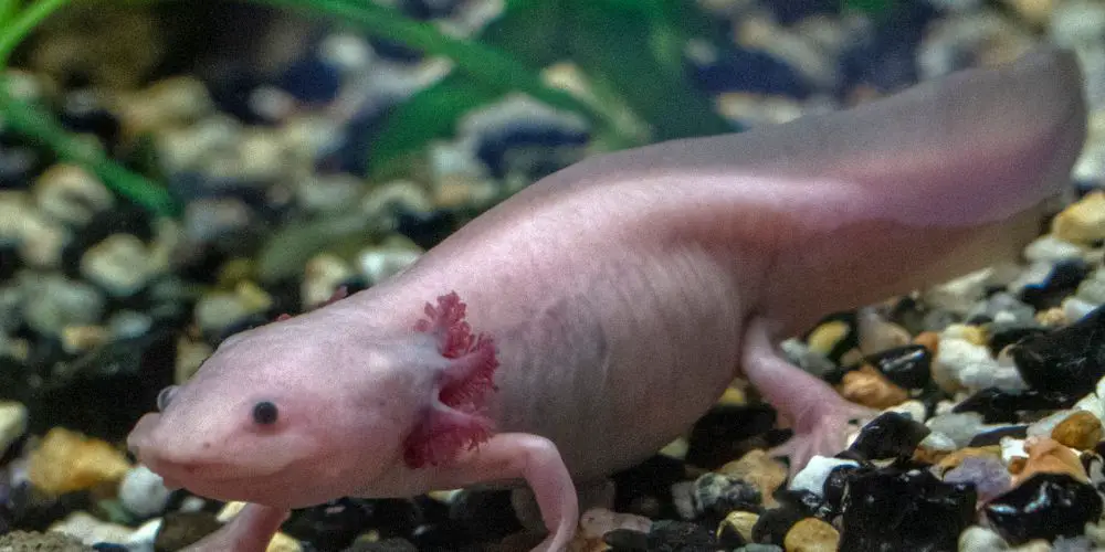 Axolotl tank mates Other axolotl
