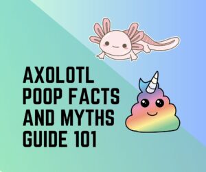 Axolotl Poop Facts – A Complete Guide 101