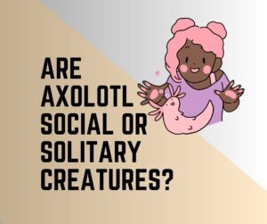 Are Axolotls Sociable Or Solitary Creatures?