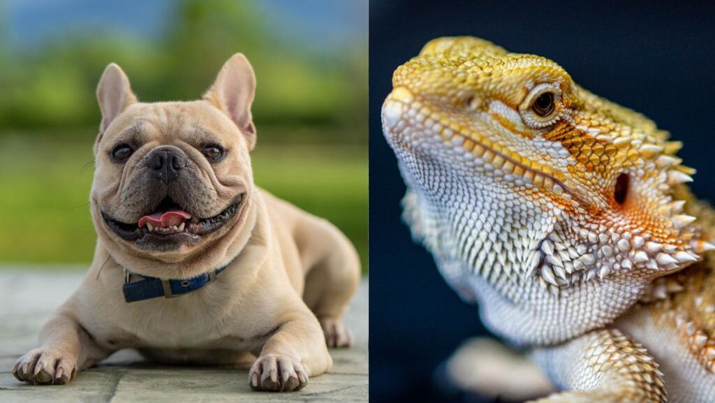 Bearded-Dragon-and-French-Bulldog