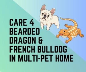 Caring for a Bearded Dragon and French Bulldog in a Multi-Pet Household