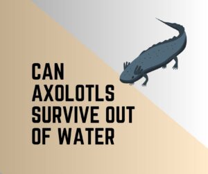 Can Axolotls Survive Out Of Water? Guide 101