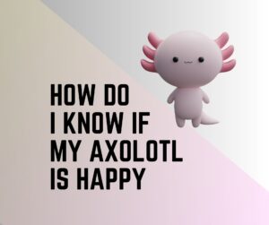 6 Signs To Know If Your Axolotl Is Happy