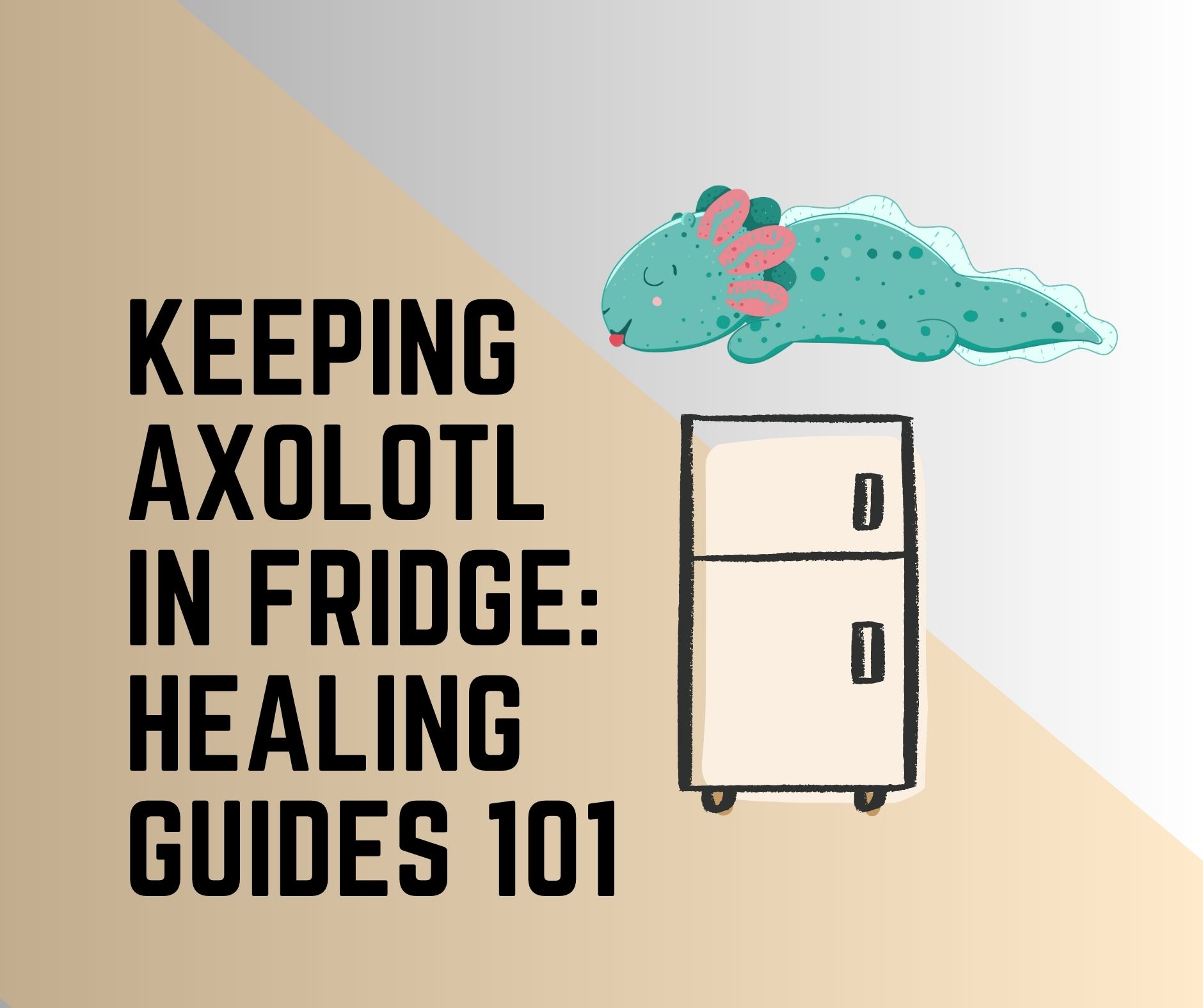 How To Put Axolotl In Fridge Axolotl Healing Guides 101