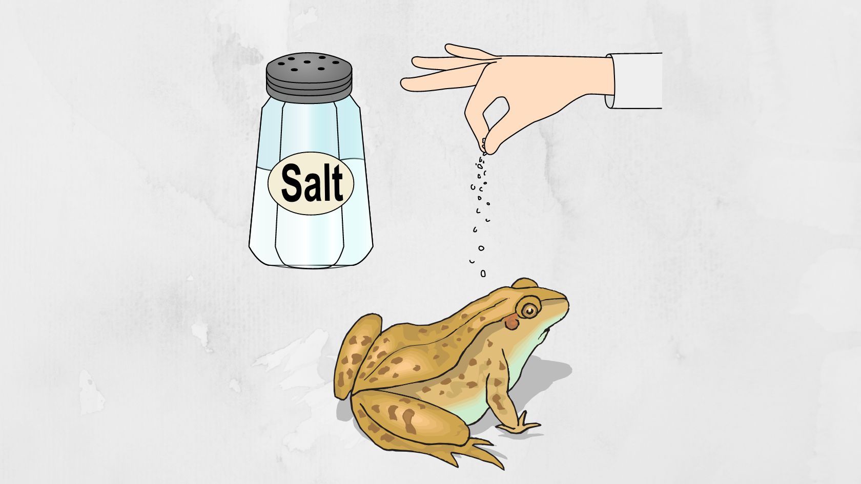 Does Salt Kill Frogs And Toads Instantly? Amphibian Life