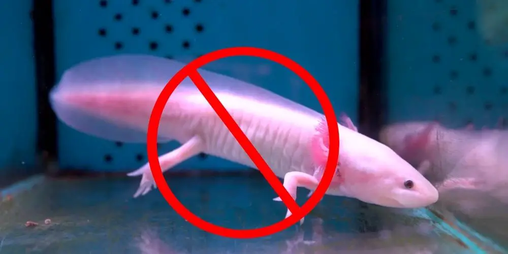 Why are Axolotls Illegal to Own in Some States and Provinces?
