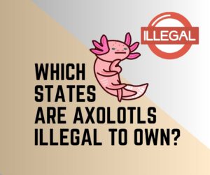 Are Axolotls Illegal To Own? US States They Are Legal