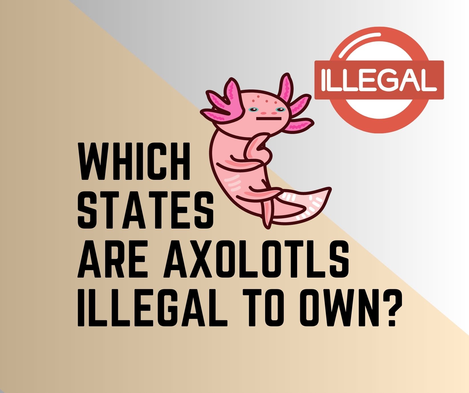 What States Are Axolotls Illegal In