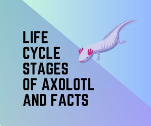 Axolotl Life Cycle [Stages, Diagram, Facts]