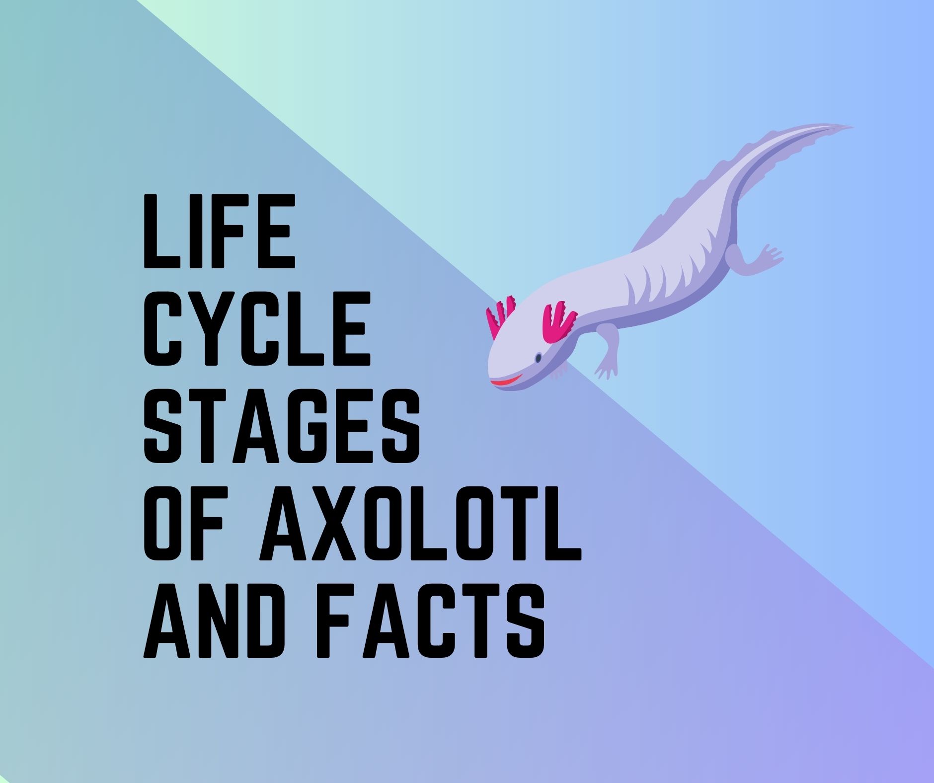 life cycle of the Axolotl