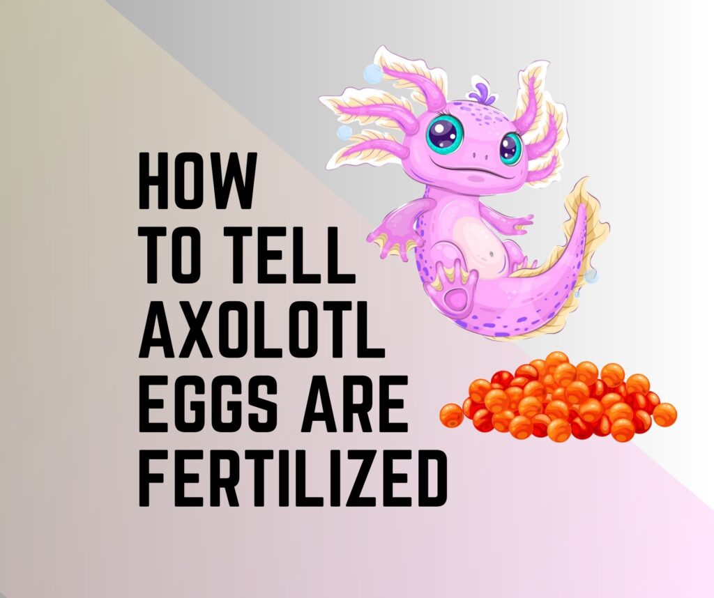How To Tell If Axolotl Eggs Are Fertilized? 9 Egg Care Tips Amphibian