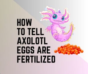 How To Tell If Axolotl Eggs Are Fertilized? 9 Egg Care Tips