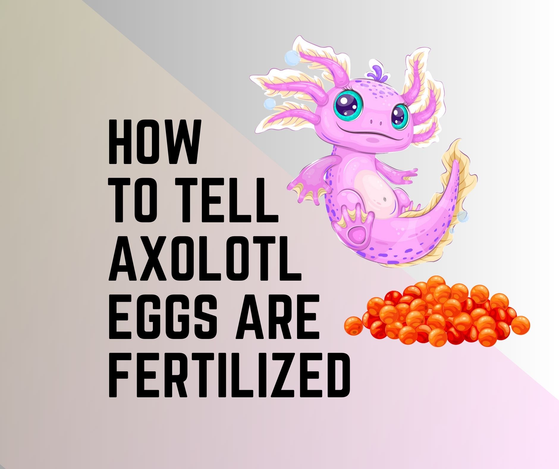 Axolotl Eggs Are Fertilized