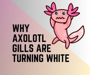 Why is Axolotl Gills Turning White? Axolotl Diseases and Remedies.