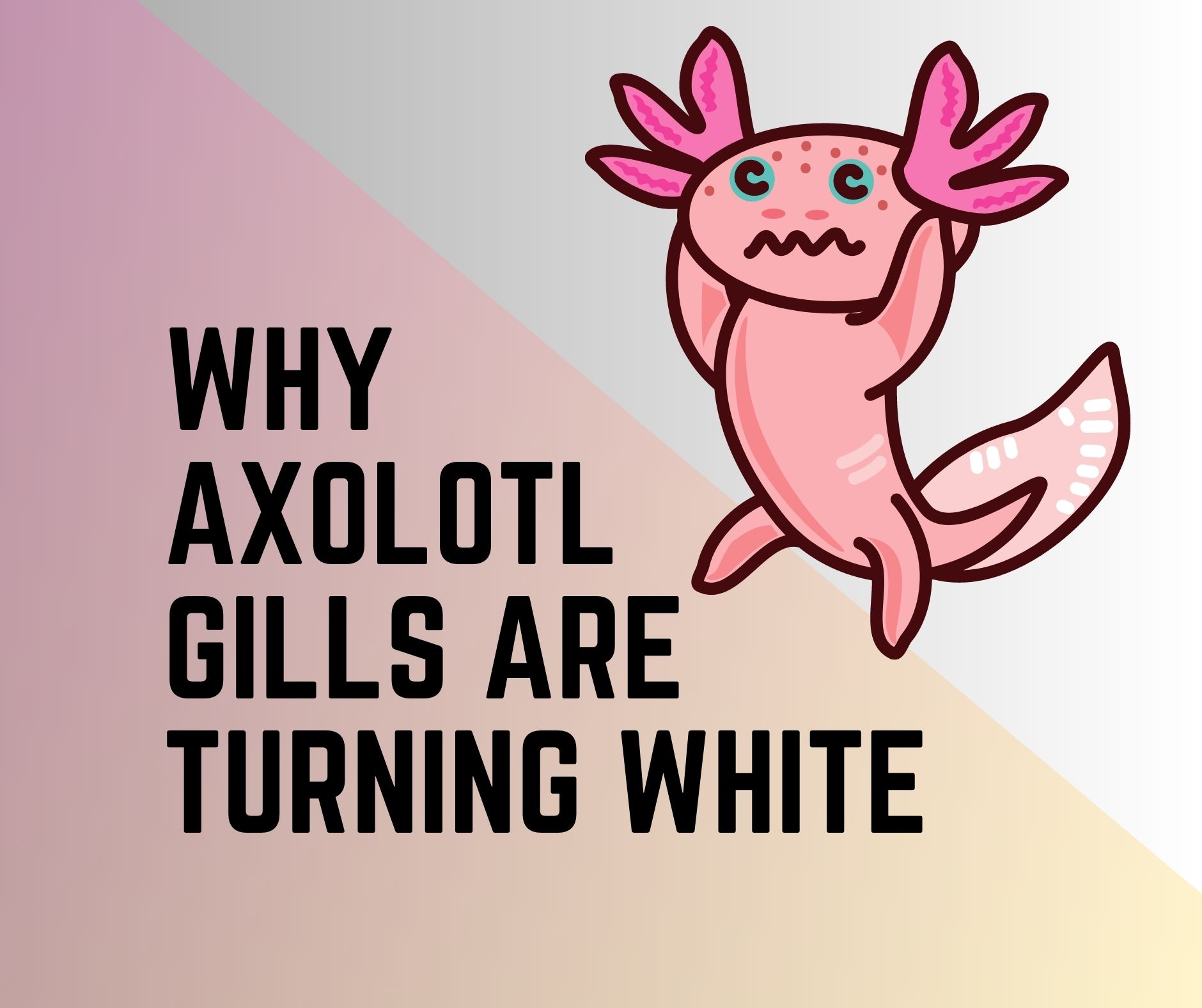 Axolotl Gills Turning White