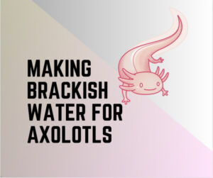 How To Make Brackish Water For Axolotls?