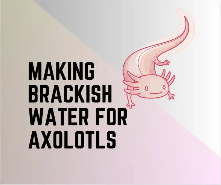 How To Make Brackrish water for axolotl
