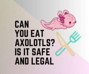 Can You Eat Axolotls? Risks Involved
