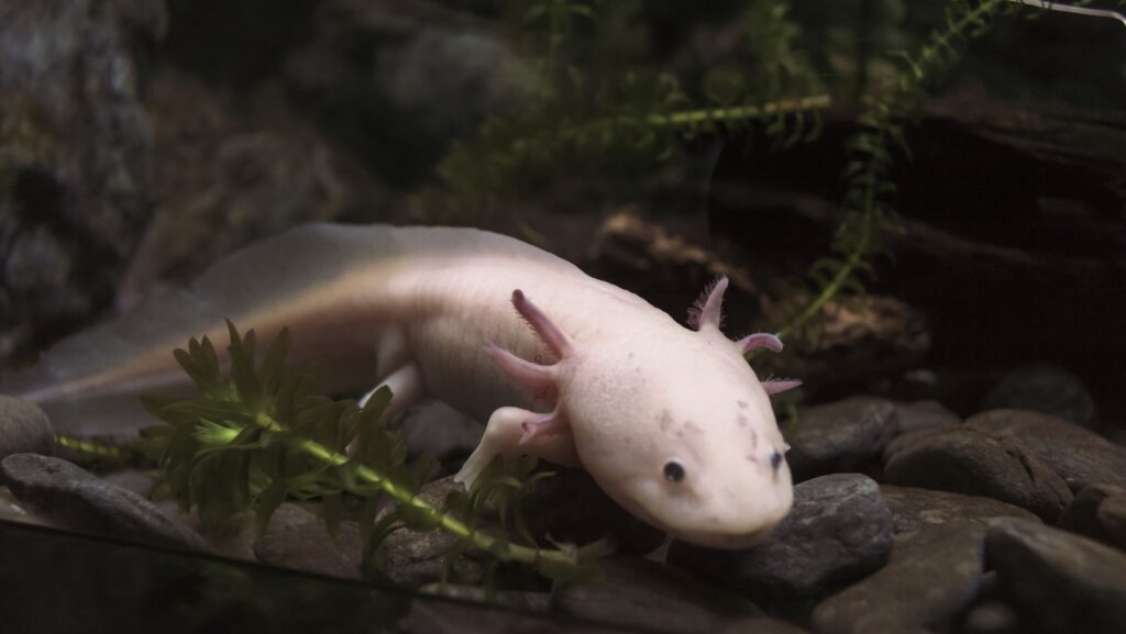 Clean and Cycle an Axolotls Tank