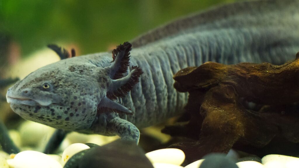 Clean and Cycle an Axolotls Tank