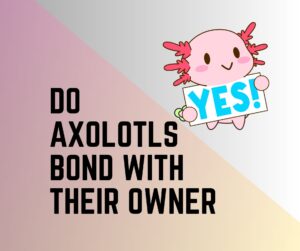 Do Axolotls Bond With Their Owner?