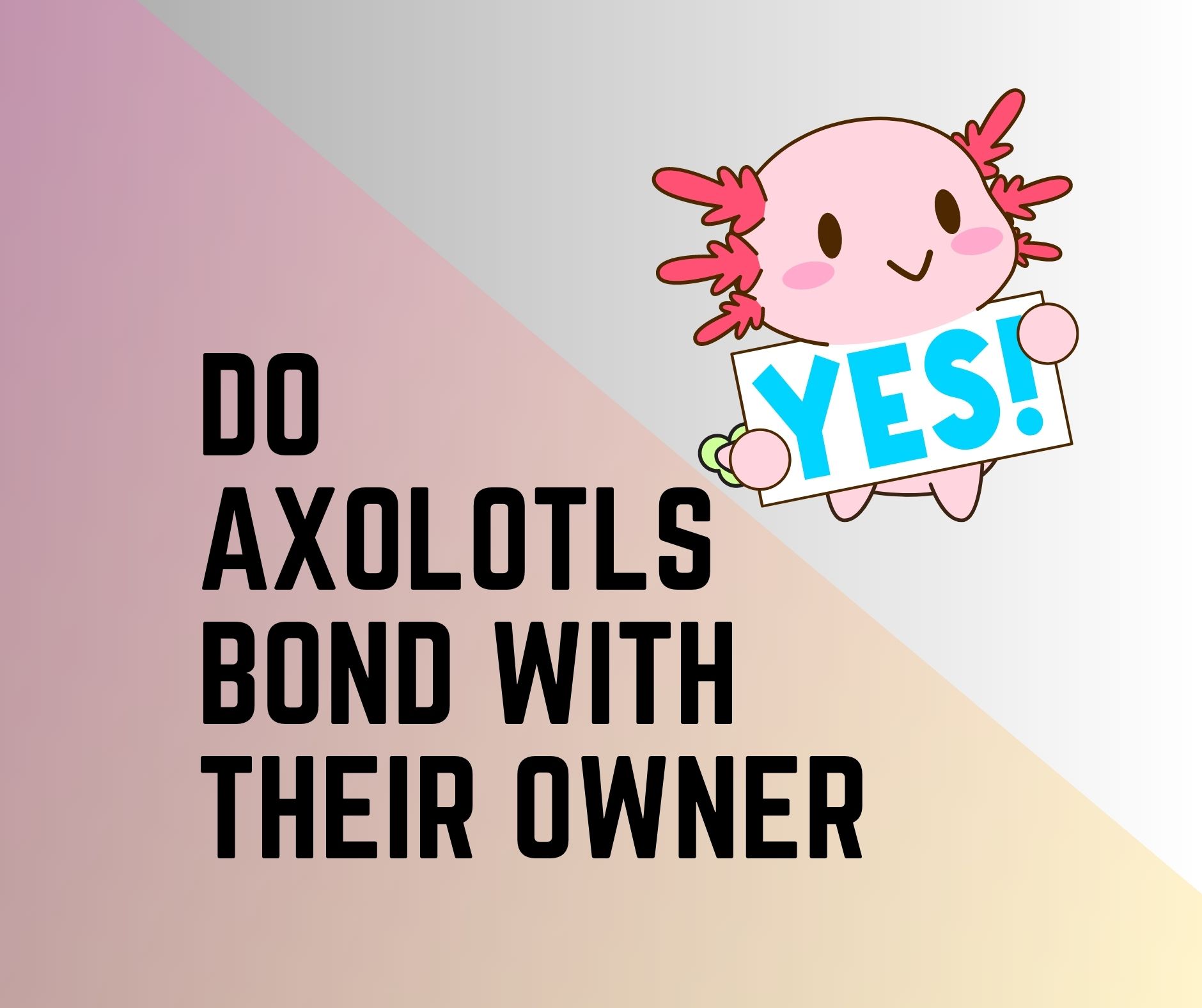 Do Axolotls Bond With Their Owner